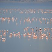  Lake Manyara, TZ